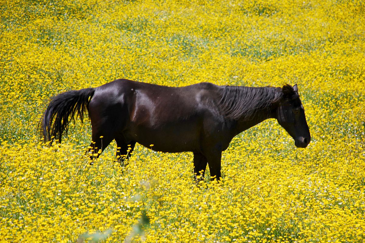 Métier dans le cheval liste avec info formation salaire Lettre de