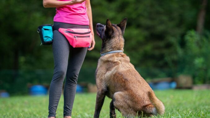 comment devenir éducateur canin étude, salaire, cv, lettre de motivation